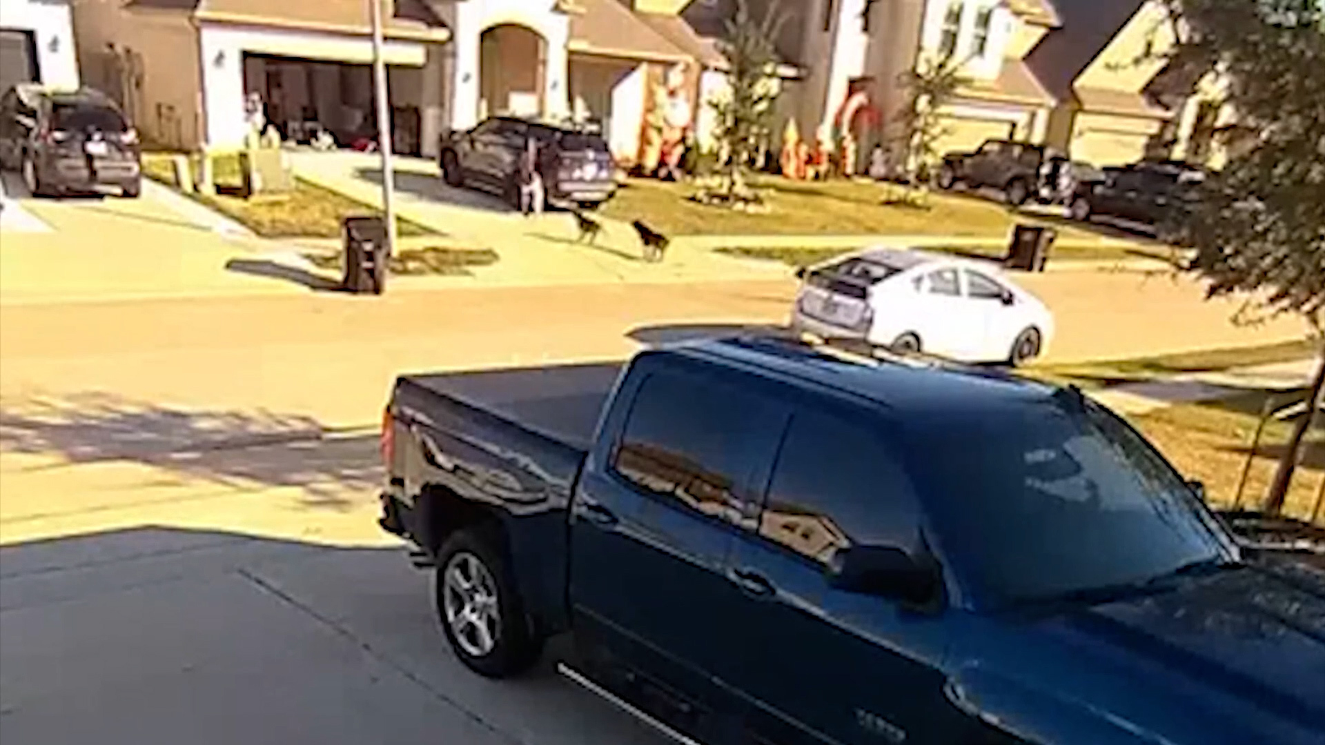 62-Year-Old Man Dies After Three Dogs Mauled in Katy as Authorities Investigate