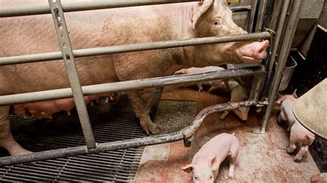 The Pigs at the Teats: How Industrial-Scale Welfare Programs Fuel Trillion-Dollar Fraud